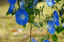 Ipomoea rubrocaerulea,مورنینگ گلوری,نیلوفر سه رنگ